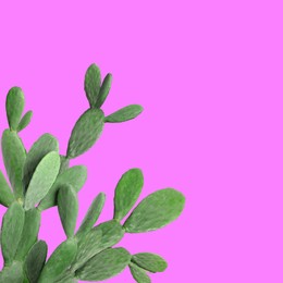 Image of Beautiful green cactus plant on hot pink background,space for text