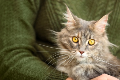 Photo of Woman with adorable Maine Coon cat, closeup. Home pet