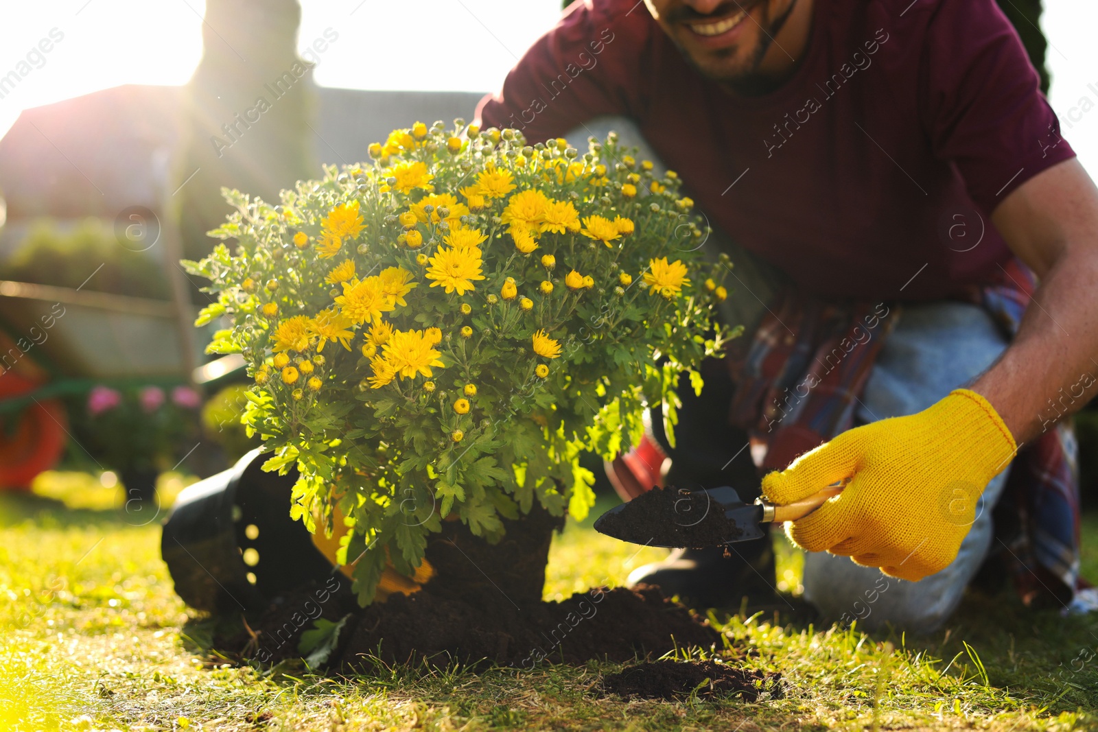 Photo of Man transplanting beautiful chrysanthemum flowers into soil outdoors on sunny day, closeup. Gardening time