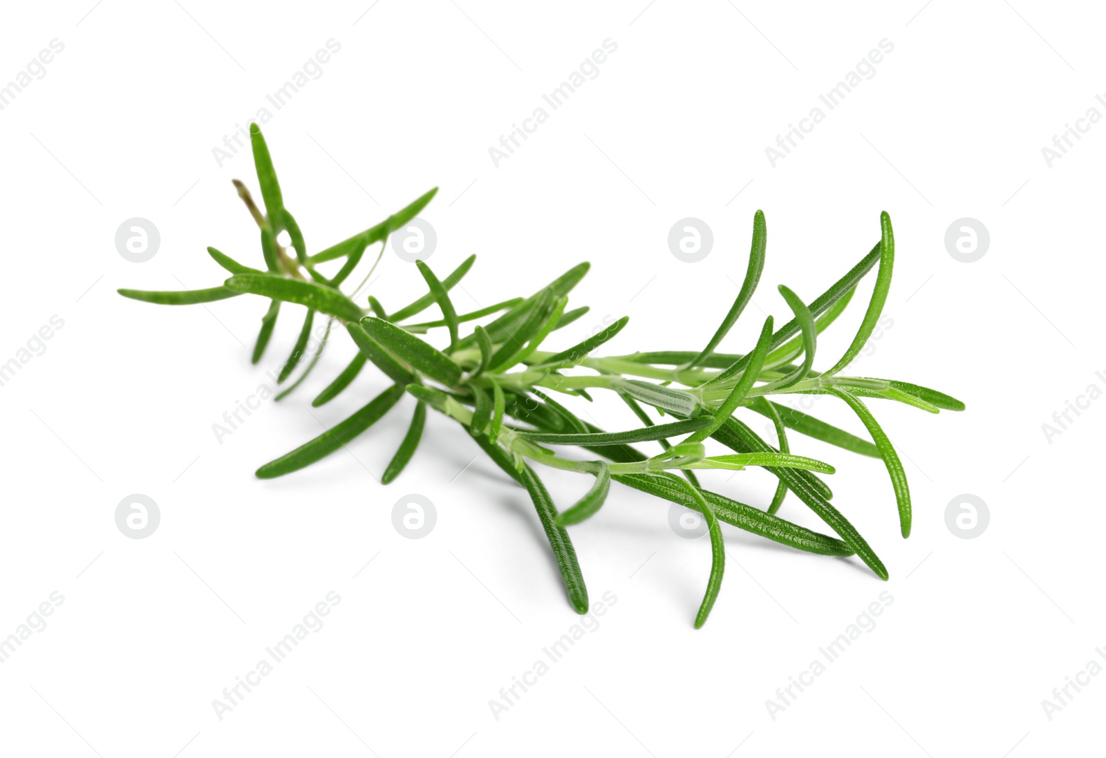 Photo of Sprig of fresh rosemary isolated on white