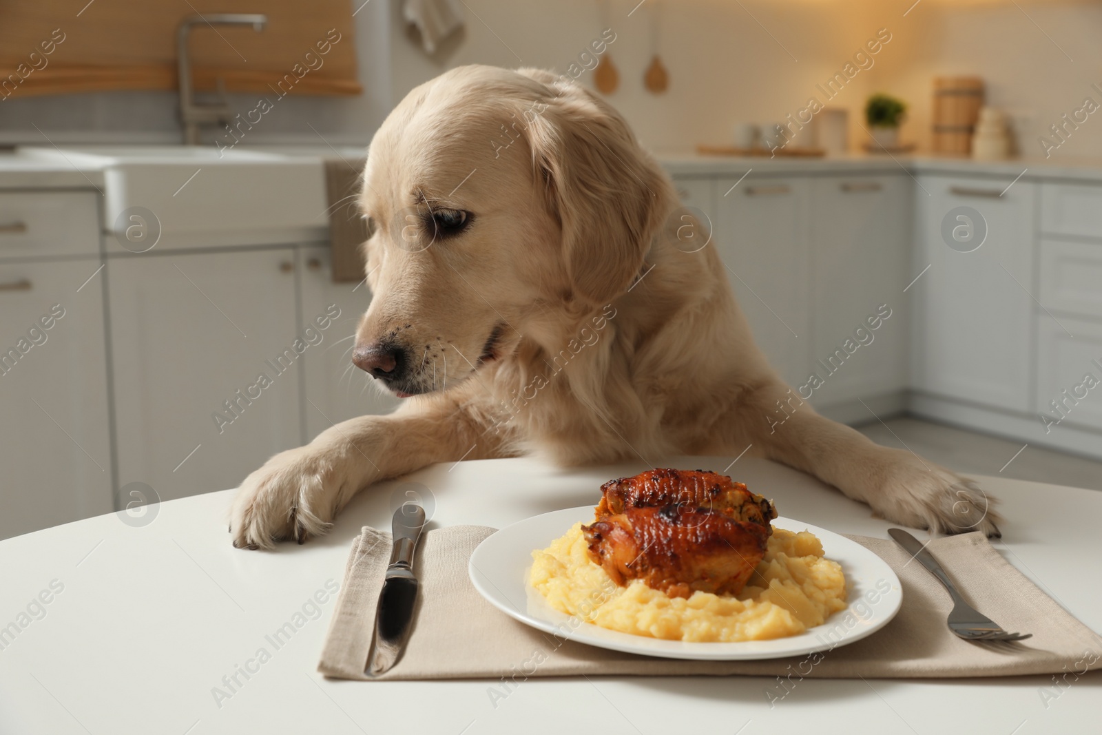 Photo of Cute funny dog sitting at table with food in kitchen