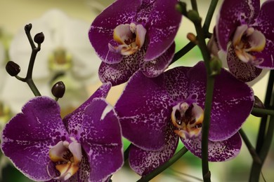 Photo of Beautiful purple orchid flowers on blurred background, closeup