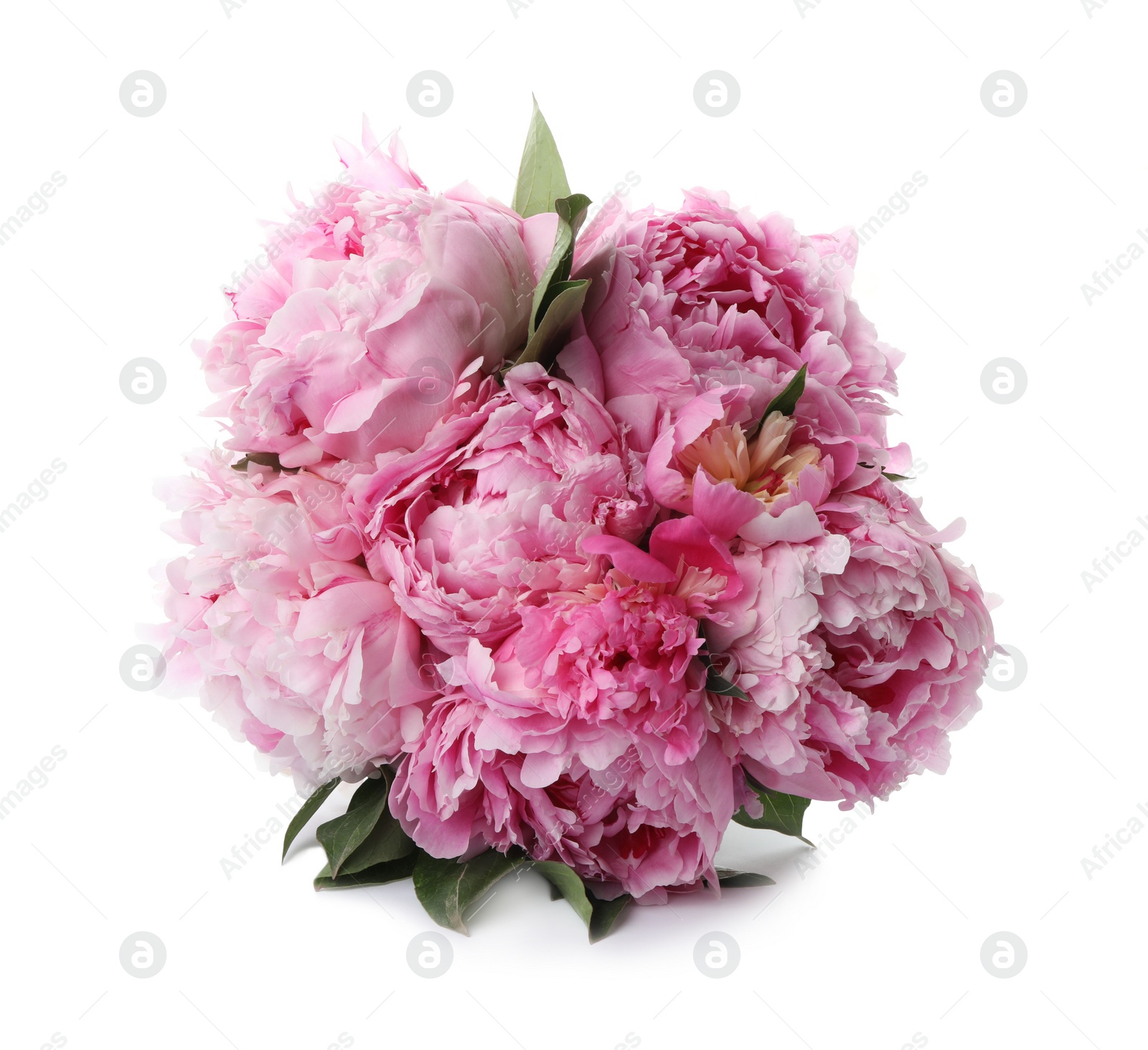 Photo of Bouquet of beautiful peonies on white background