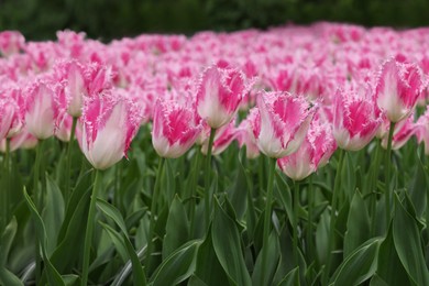 Photo of Beautiful tulip flowers growing outdoors, closeup. Spring season