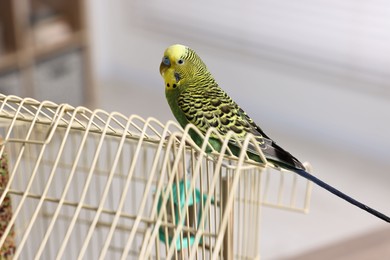 Photo of Beautiful bright parrot on cage indoors. Exotic pet