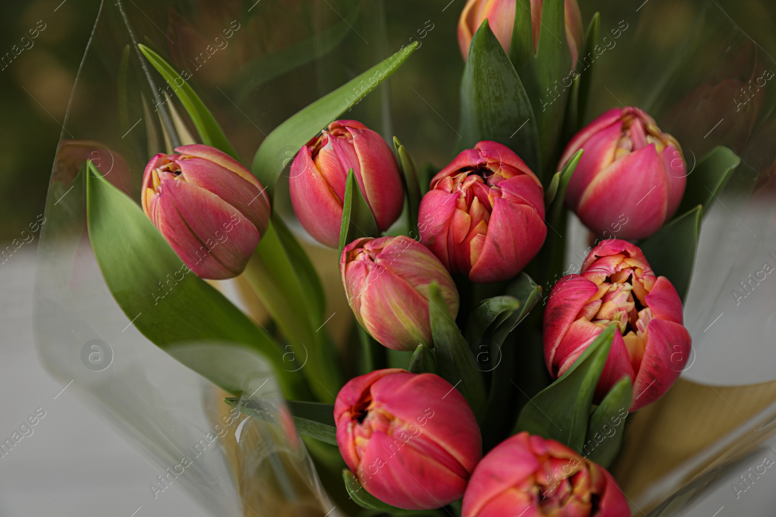 Photo of Beautiful bouquet of tulip flowers outdoors, closeup