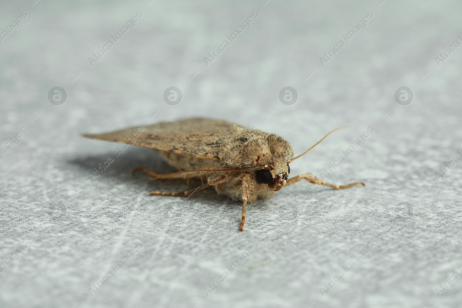 Photo of Paradrina clavipalpis moth on light grey textured background