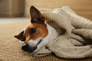 Photo of Adorable Jack Russell Terrier dog in sweater on floor at home. Cozy winter