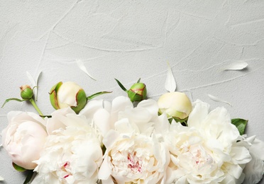 Beautiful blooming peony flowers on grey background, top view