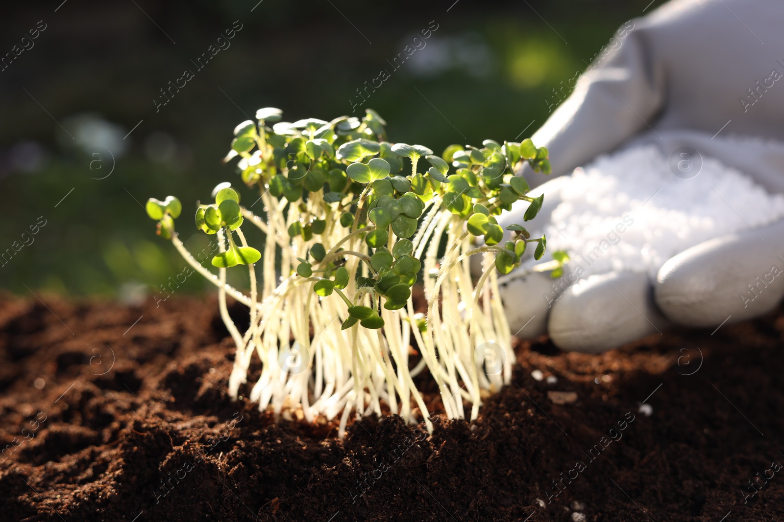 Photo of Man fertilizing soil with growing young microgreens outdoors, selective focus