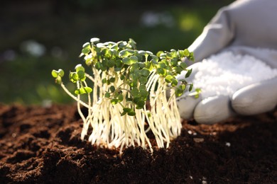 Photo of Man fertilizing soil with growing young microgreens outdoors, selective focus