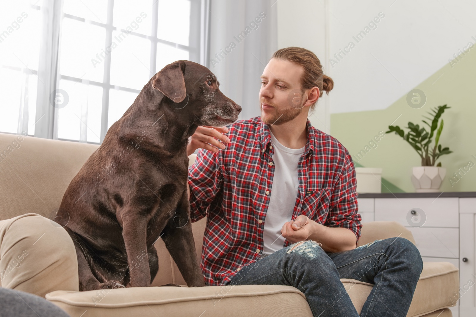 Photo of Adorable brown labrador retriever with owner on couch indoors