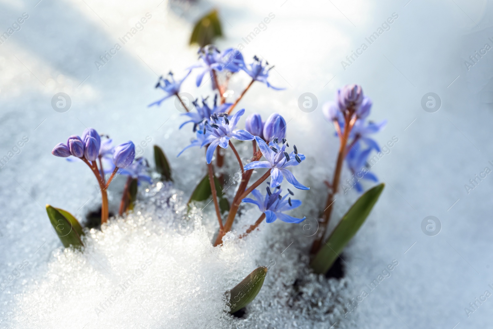 Photo of Beautiful lilac alpine squill flowers growing through 
snow outdoors