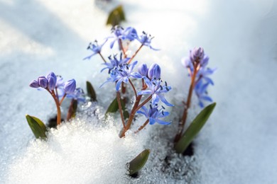 Beautiful lilac alpine squill flowers growing through 
snow outdoors