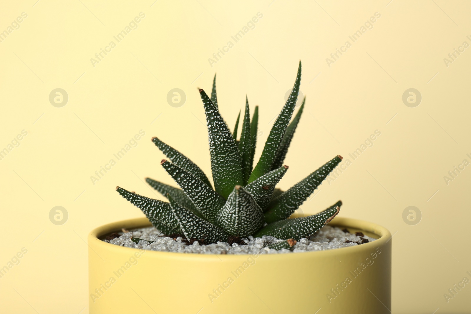 Photo of Beautiful houseplant in tin can on yellow background, closeup