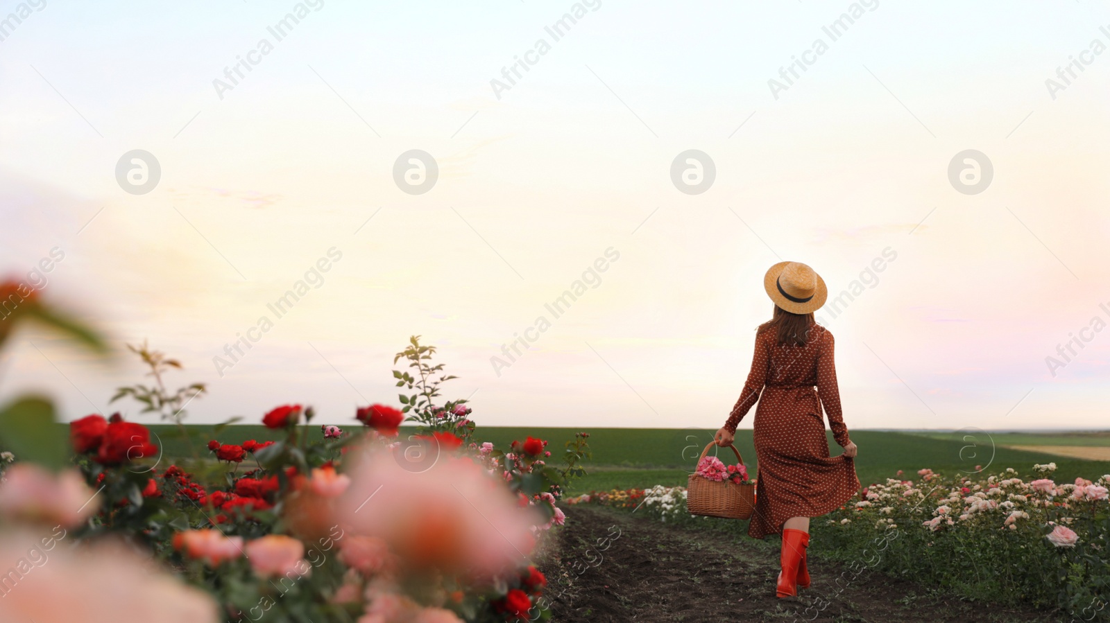 Photo of Woman with basket of roses in beautiful blooming field