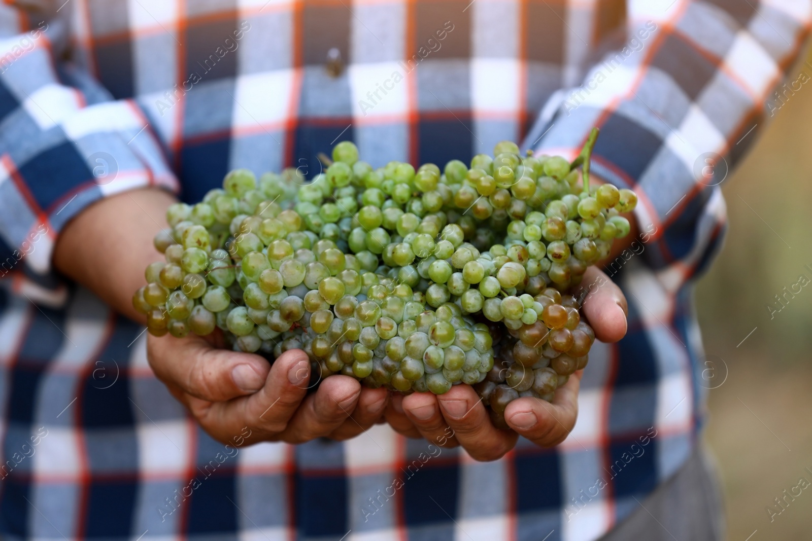 Photo of Man holding bunches of fresh ripe juicy grapes, closeup