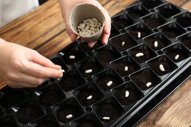 Woman planting beans into fertile soil at wooden table, closeup. Vegetable seeds