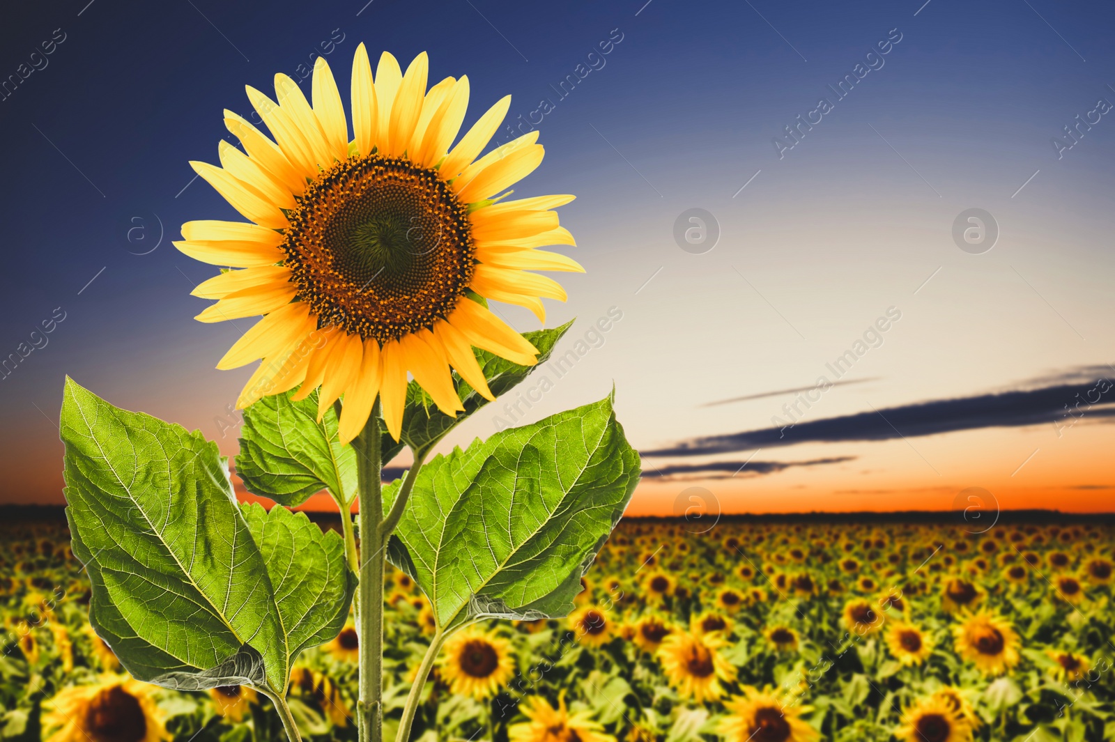 Image of Beautiful sunflower in field under sunrise sky 