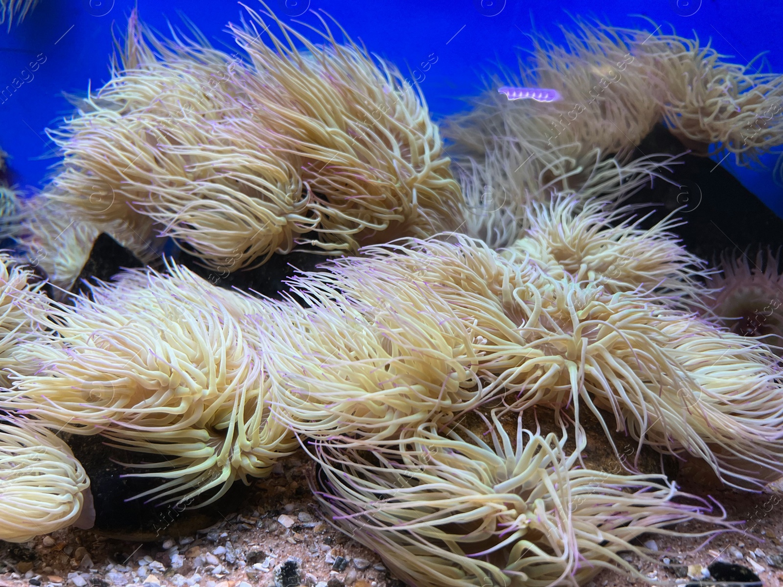 Photo of Many beautiful tropical sea anemones in clean aquarium