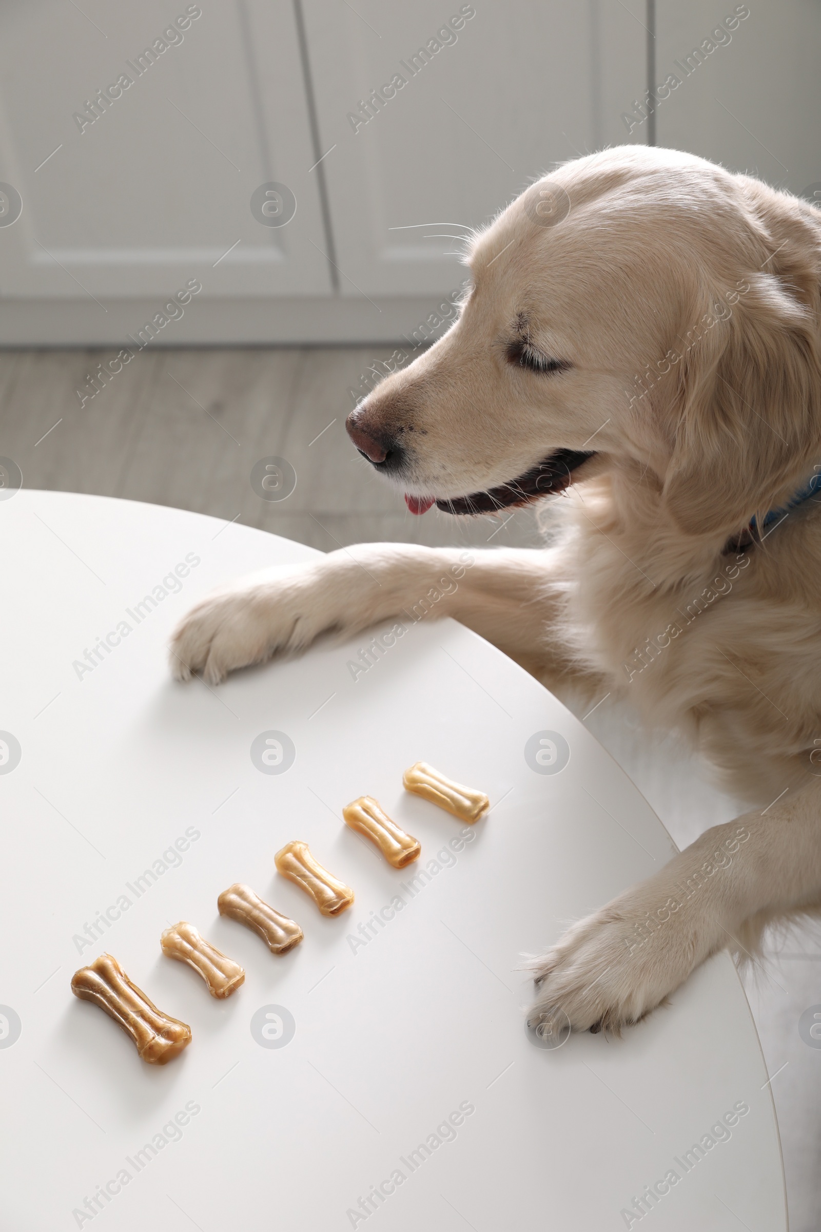 Photo of Cute Golden Retriever at table with dog biscuits in kitchen, above view