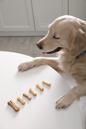 Cute Golden Retriever at table with dog biscuits in kitchen, above view