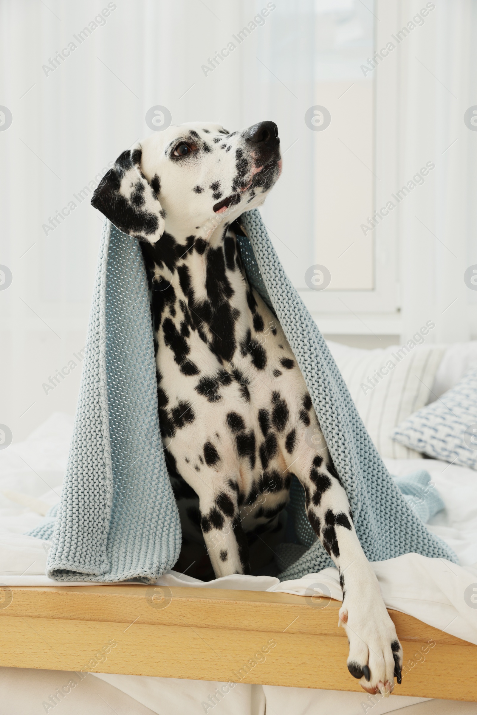 Photo of Adorable Dalmatian dog wrapped in blanket on bed indoors