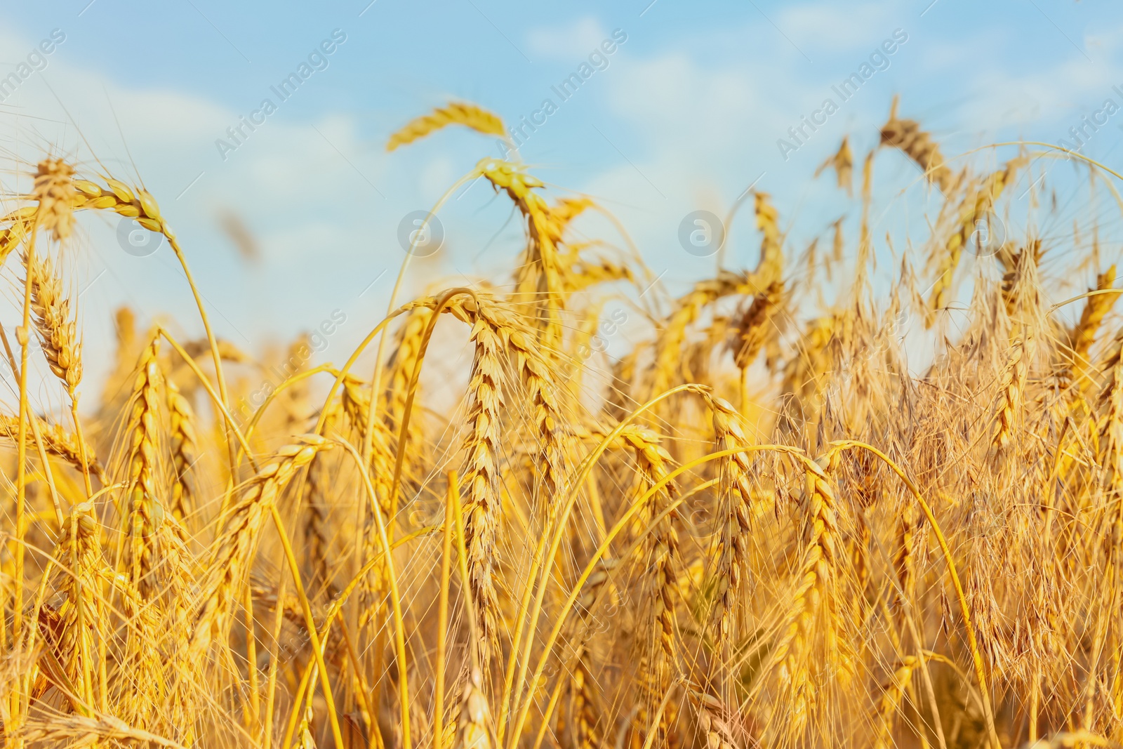 Photo of Golden ripe wheat spikelets in field, closeup