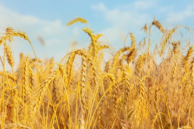 Golden ripe wheat spikelets in field, closeup