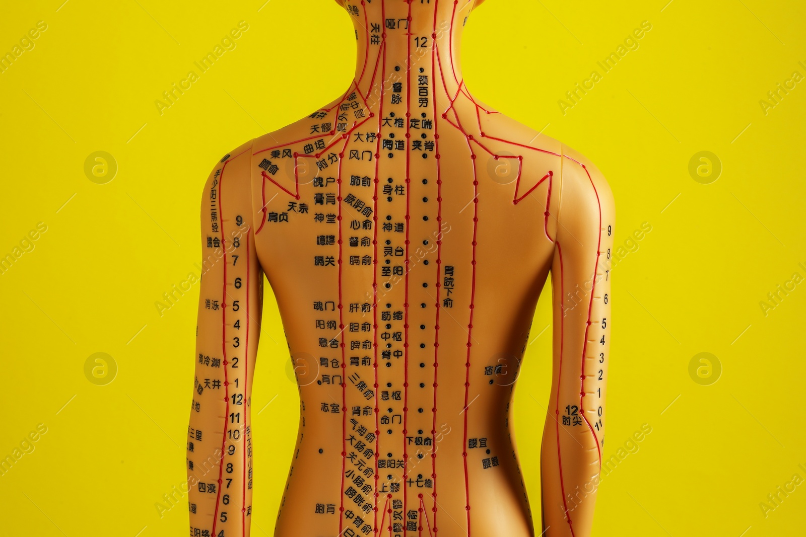 Photo of Acupuncture model. Mannequin with dots and lines on yellow background, back view