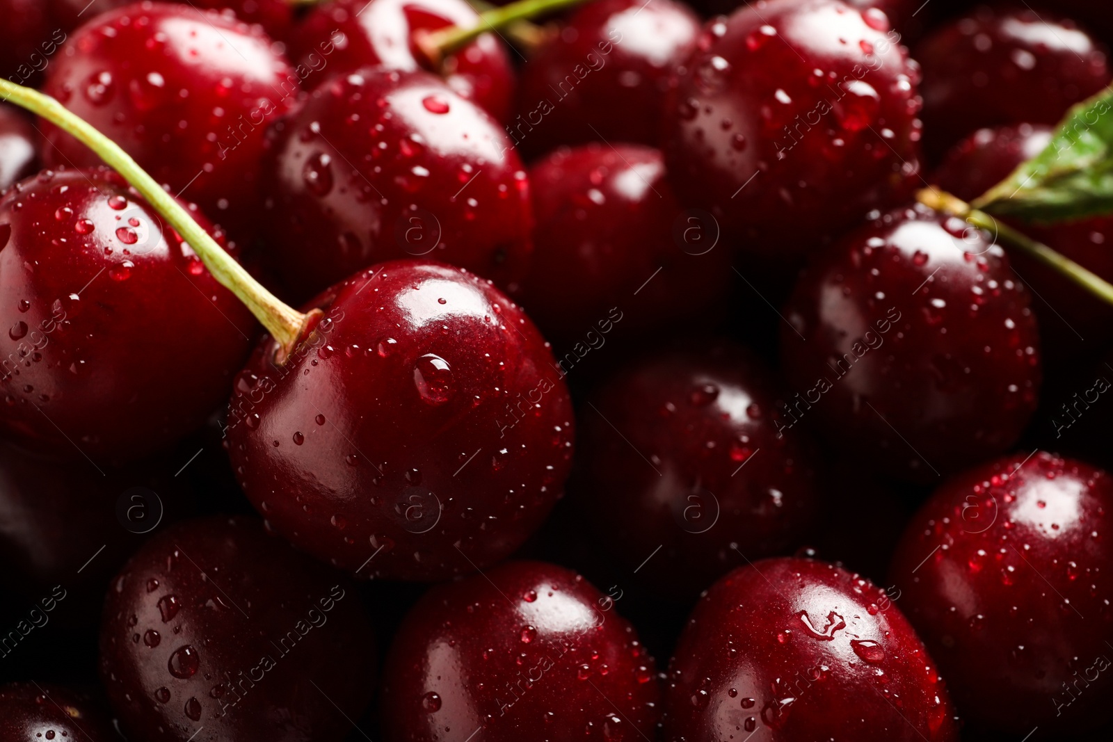 Photo of Delicious ripe sweet cherries with water drops as background, closeup view