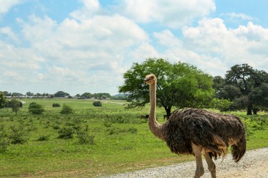 Photo of Beautiful African ostrich near road in safari park