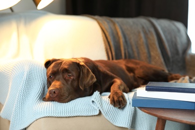 Cute chocolate Labrador retriever lying on couch at home. Warm and cozy winter