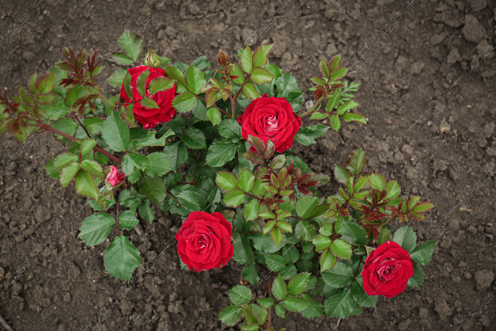 Photo of Beautiful blooming rose bush in flowerbed outdoors, top view