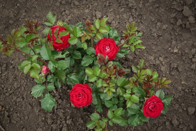 Photo of Beautiful blooming rose bush in flowerbed outdoors, top view