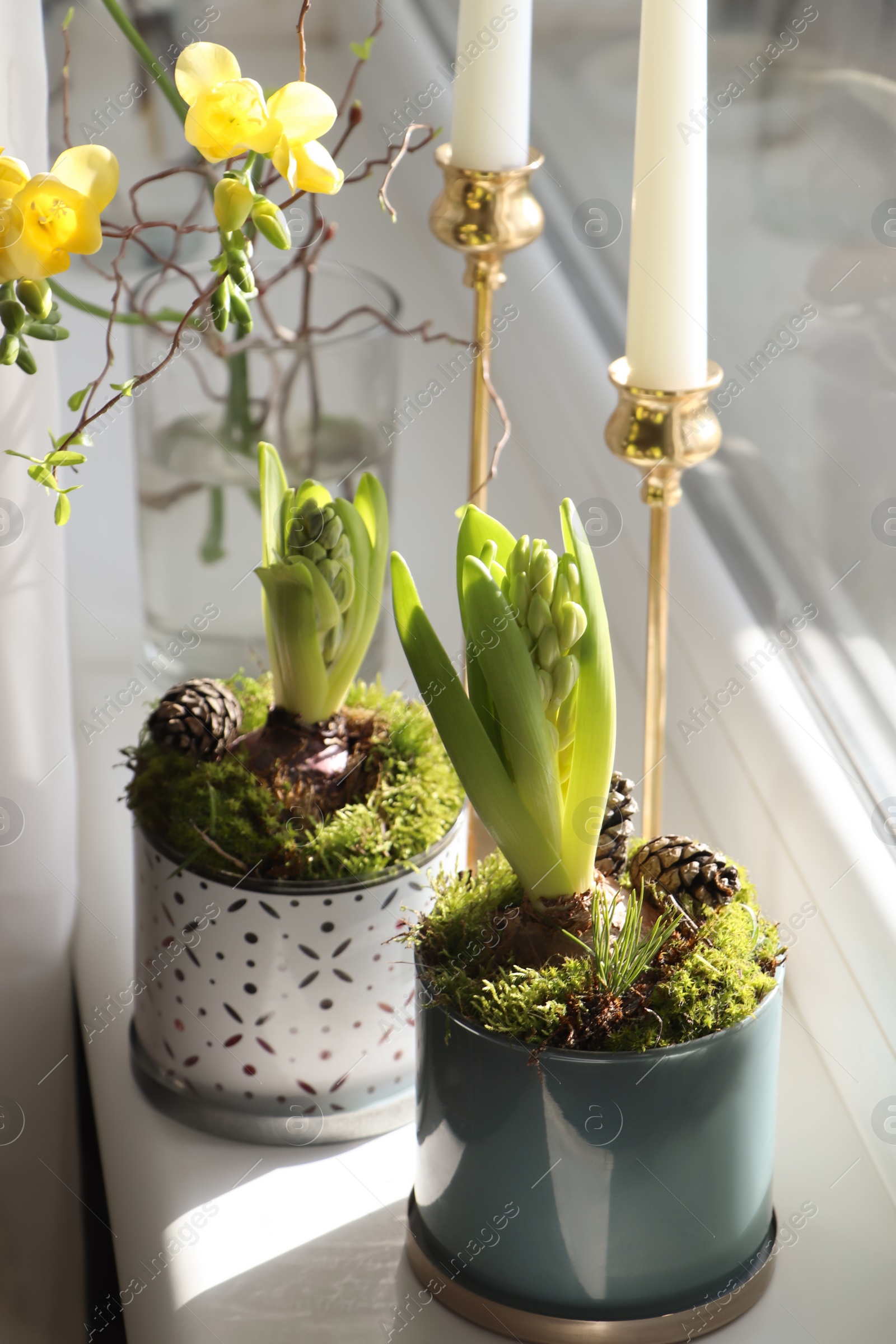 Photo of Potted hyacinths and freesias on window sill indoors. First spring flowers