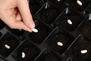 Photo of Woman planting beans into fertile soil, closeup. Vegetable seeds