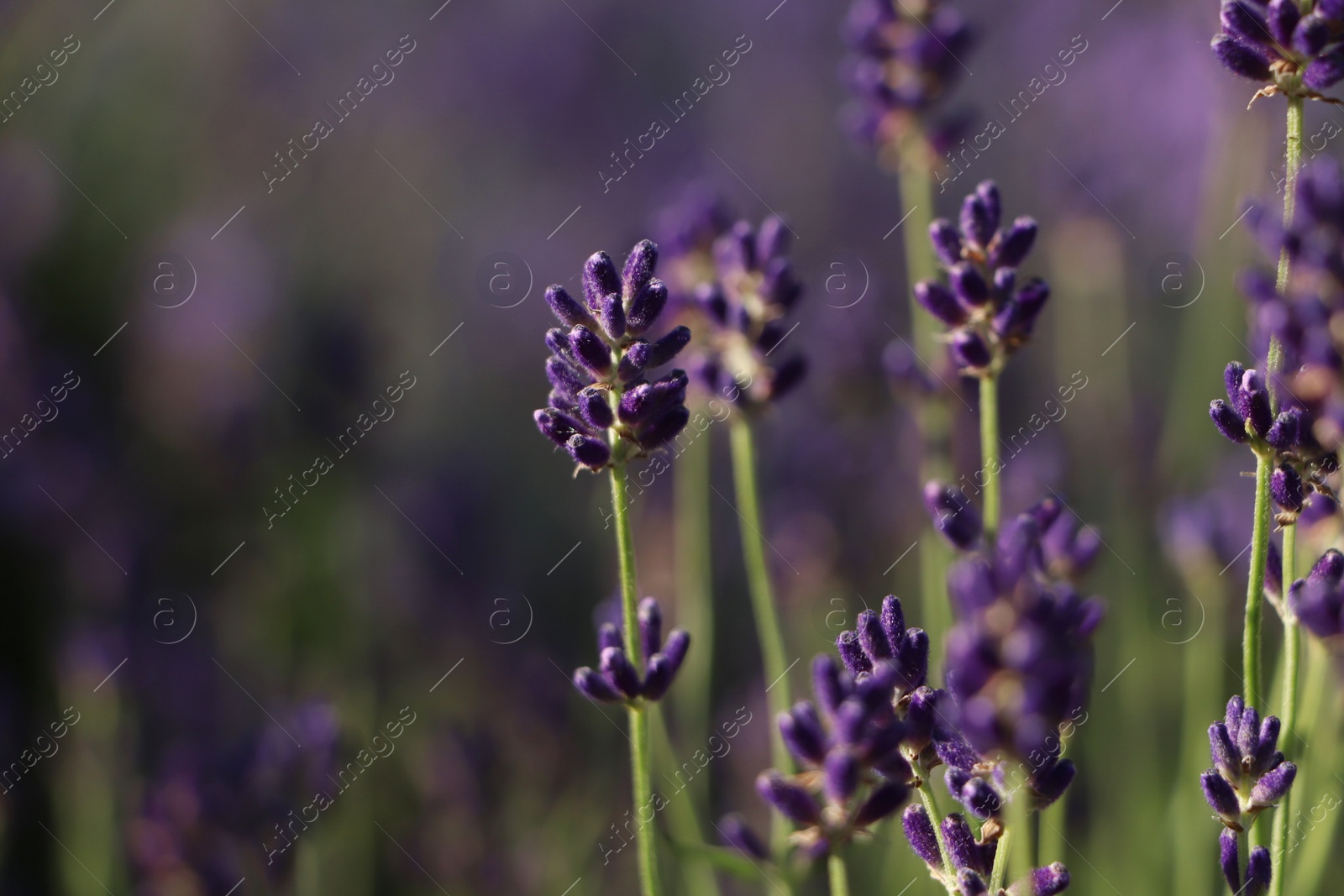 Photo of Closeup view of beautiful lavender in field on sunny day