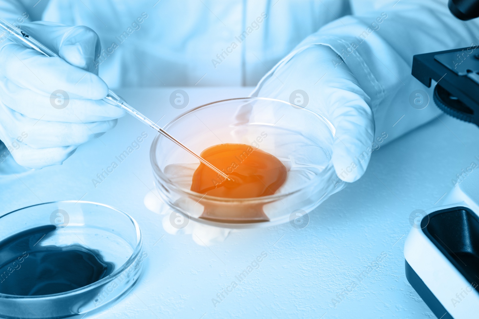 Image of Scientist taking blood sample from Petri dish with pipette, closeup. Laboratory analysis