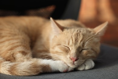 Cute ginger cat sleeping on sofa at home