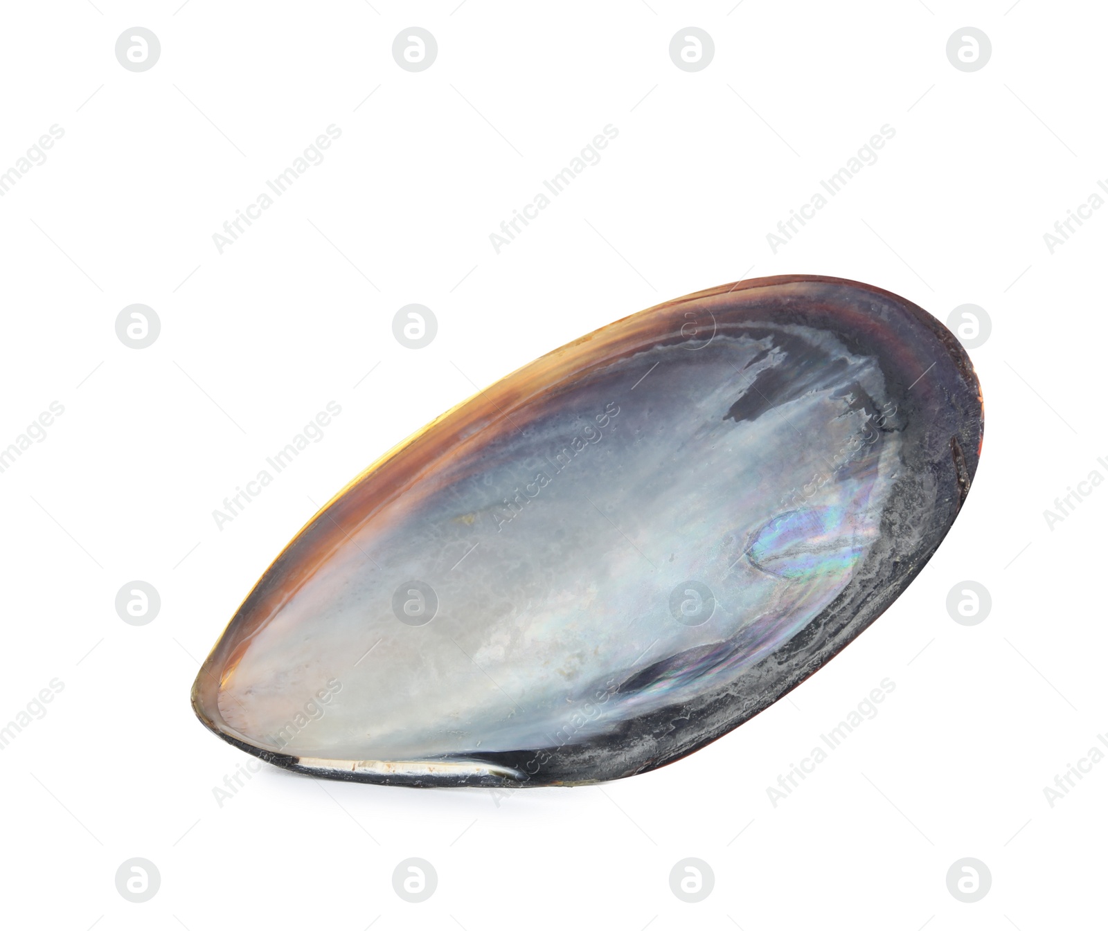 Photo of Mussel shell isolated on white, top view