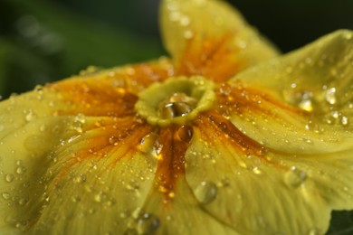 Closeup view of beautiful blooming flower with dew drops