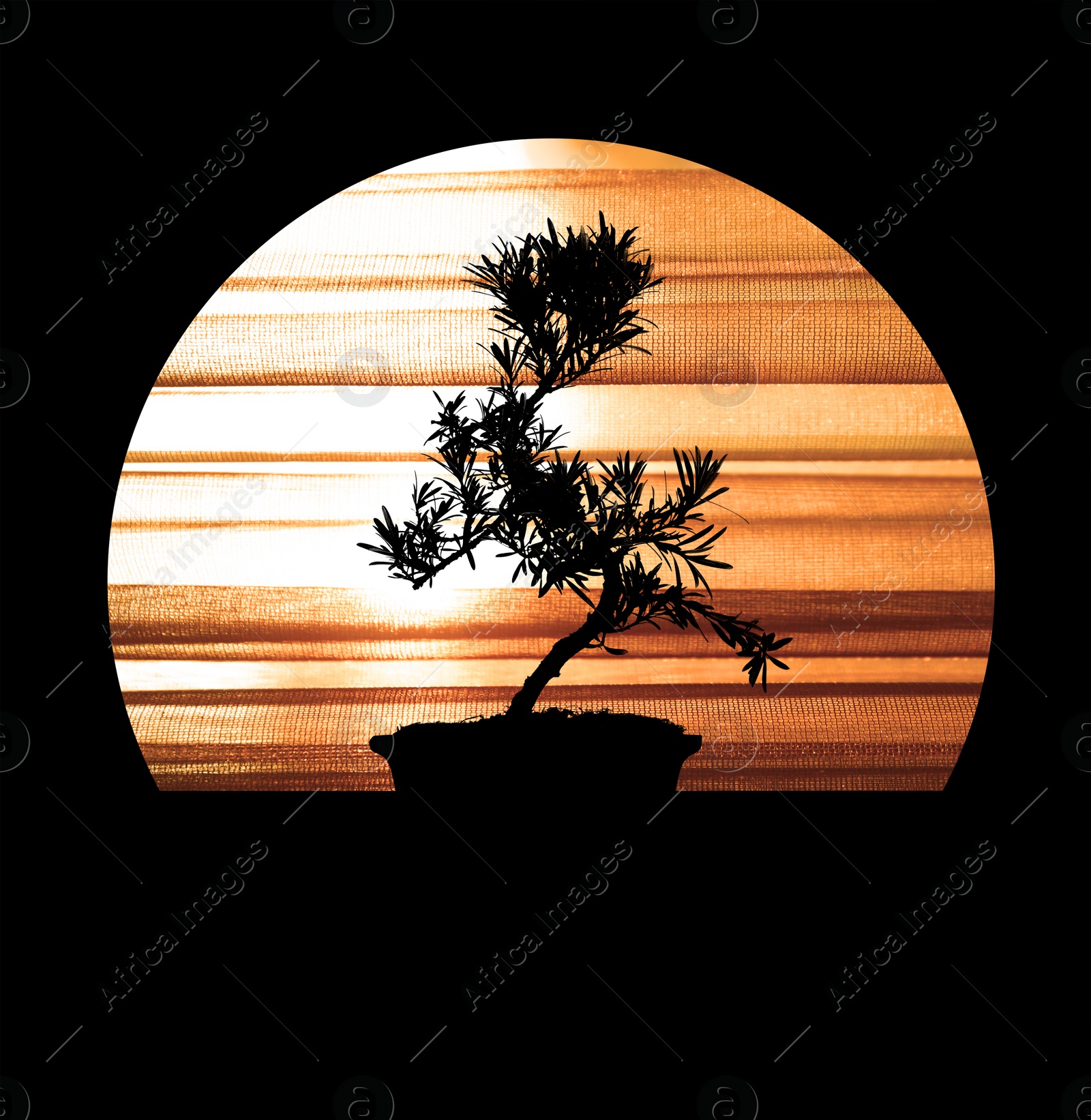 Image of Silhouette of Japanese bonsai plant. Creating zen atmosphere at home