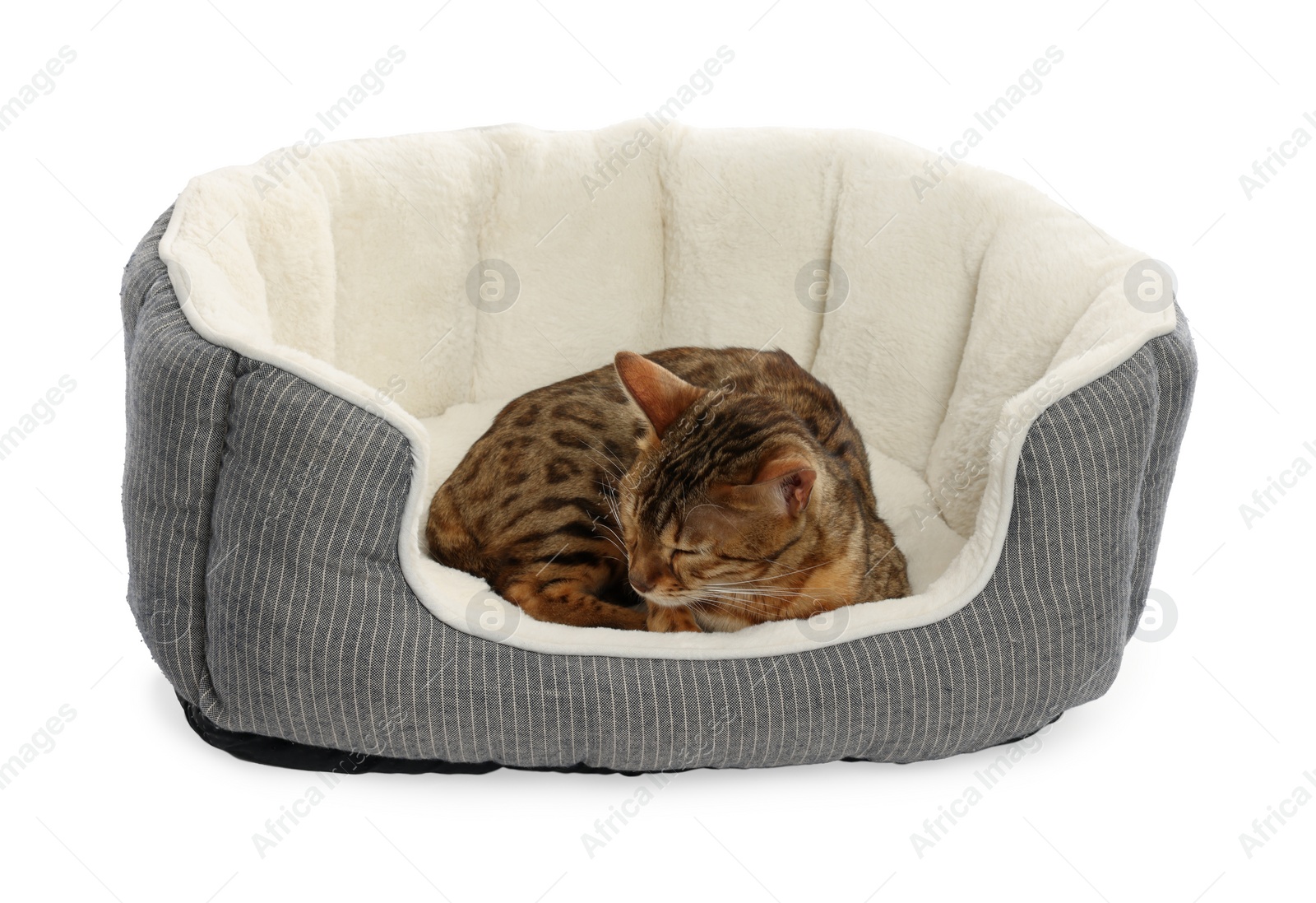 Photo of Cute Bengal cat lying on pet bed against white background