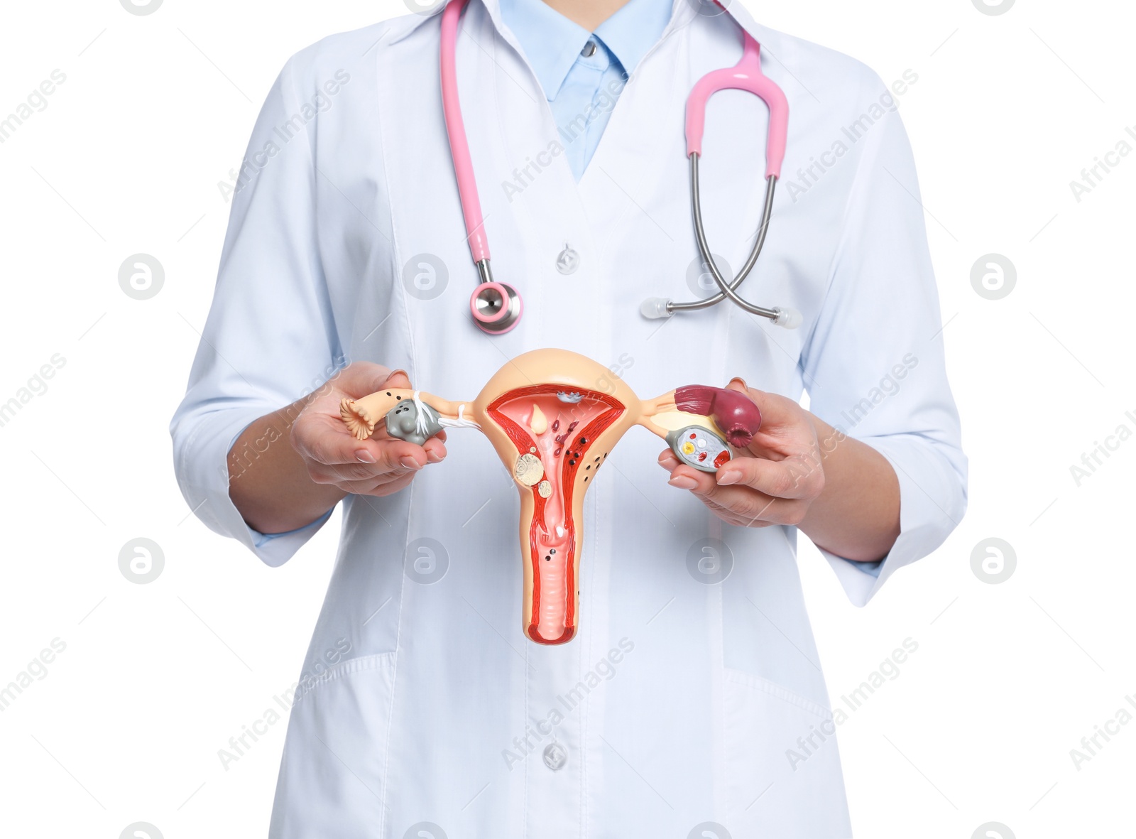 Photo of Doctor demonstrating model of female reproductive system on white background, closeup. Gynecological care