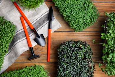 Fresh organic microgreens and gardening tools on wooden table, flat lay