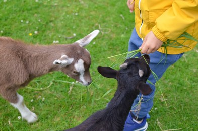 Photo of Little boy feeding cute goats with fresh green grass, closeup