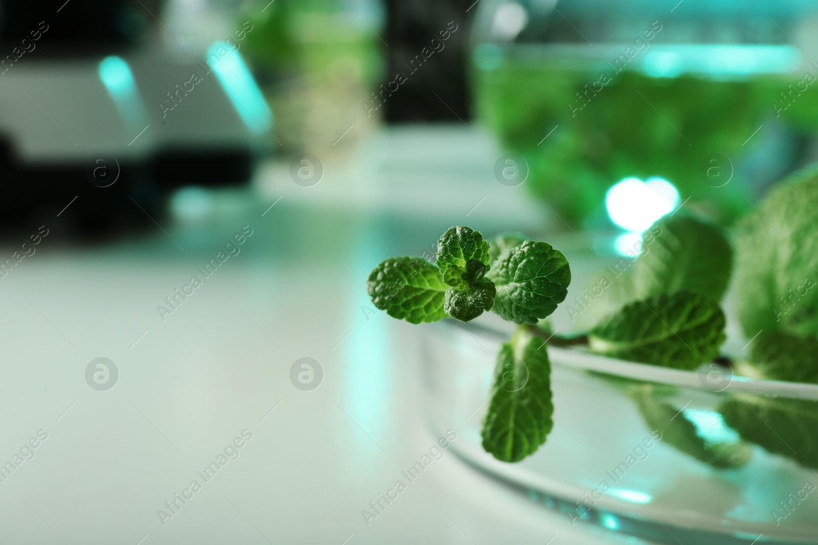 Photo of Plant in Petri dish on table, closeup with space for text. Biological chemistry
