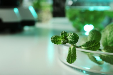 Photo of Plant in Petri dish on table, closeup with space for text. Biological chemistry