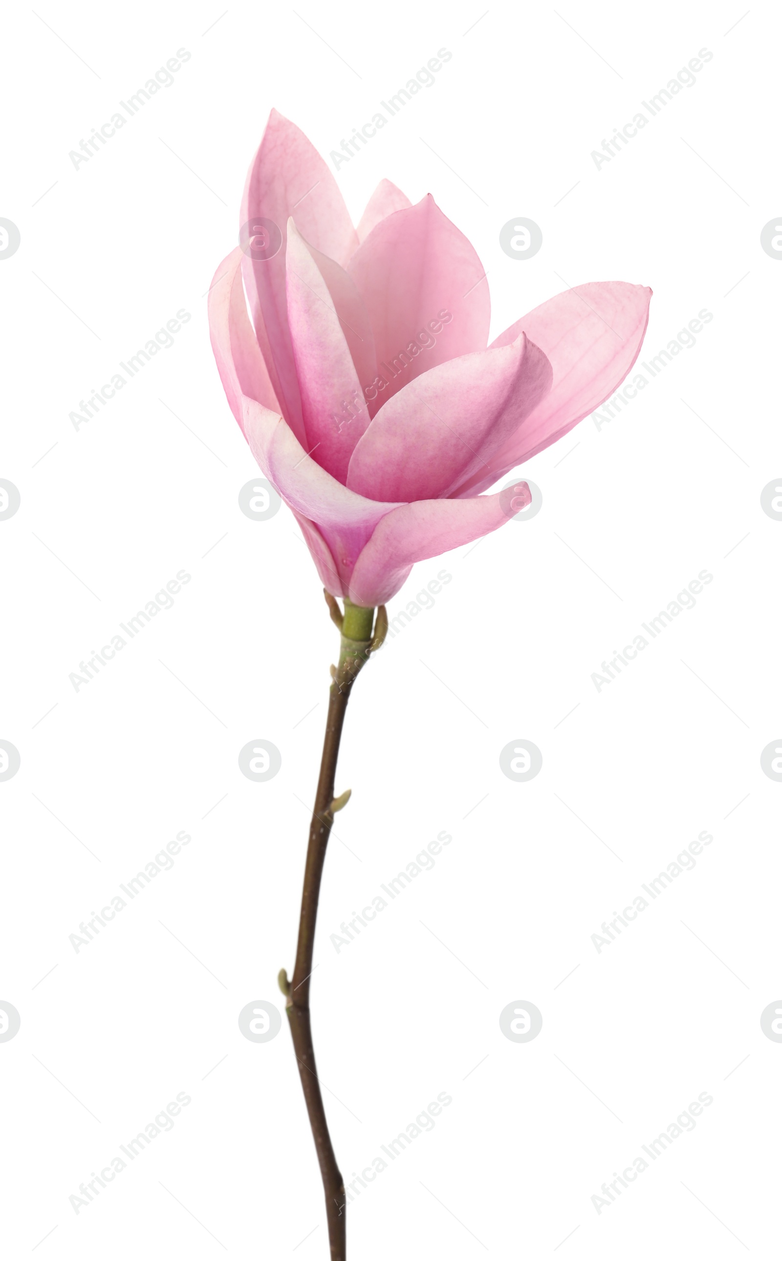 Photo of Beautiful delicate magnolia flower isolated on white